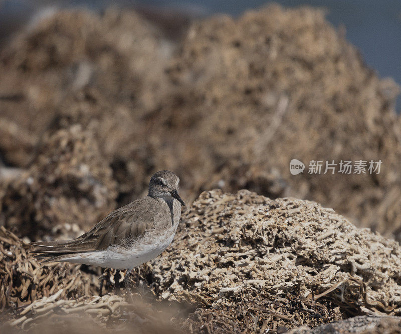 福克兰群岛圆石岛上的白臀鹬，Calidris fuscicolli